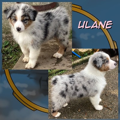 Ulane